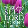 Christian Wallpaper - Purple Tulips Psalm 34:10