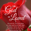 Christian Wallpaper – Red Rose John 3:16