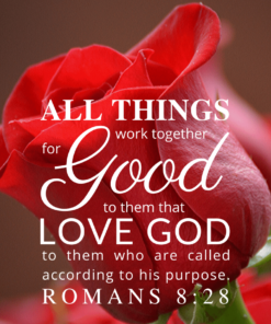 Christian Wallpaper – Red Rose Romans 8:28