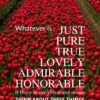 Christian Wallpaper - Red Tulips Philippians 4:8