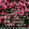 Christian Wallpaper - Roses Galore John 14:3