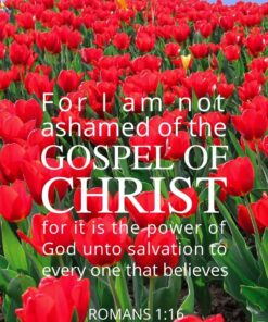 Christian Wallpaper - Sea of Tulips Romans 1:16