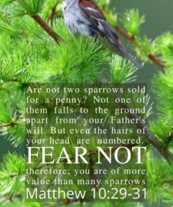 Christian Wallpaper - Sparrow Matthew 10:29-31
