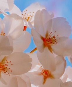 Spring Bible Verse Wallpaper
