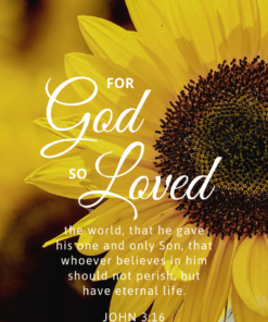 Christian Wallpaper - Sunflower John 3:16