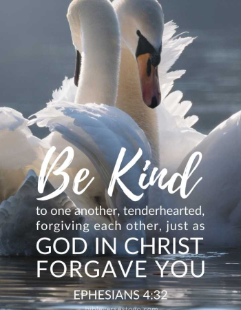 Swans Ephesians 4:32