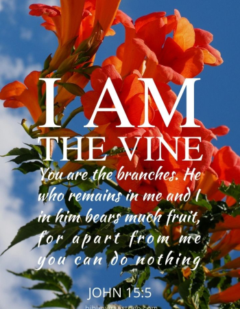 Tecoma Vine John 15:5