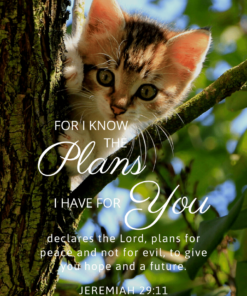 Christian Wallpaper – Tree Cat Jeremiah 29:11