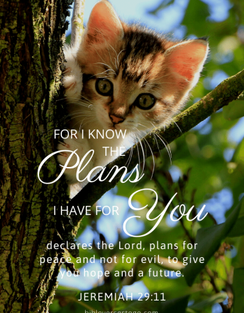 Tree Cat Jer 29:11