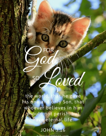 Tree Cat John 3:16