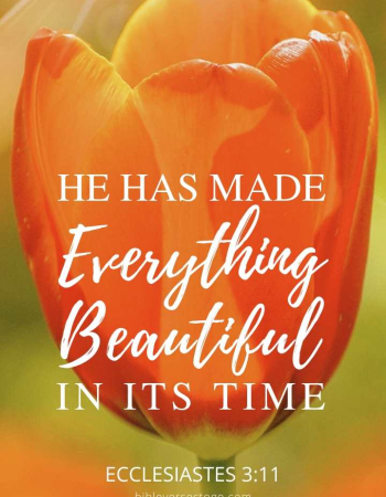 Tulip Ecclesiastes 3:11