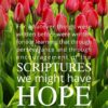 Christian Wallpaper - Tulip Hope Romans 15:4