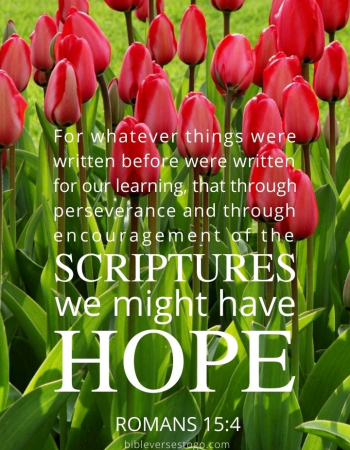 Tulip Hope Romans 15:4