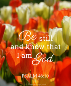 Christian Wallpaper – Tulips Psalm 46:10