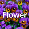 Flowers Bible Verse Wallpaper