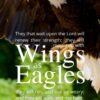 Christian Wallpaper - White Tail Eagle Isaiah 40:31