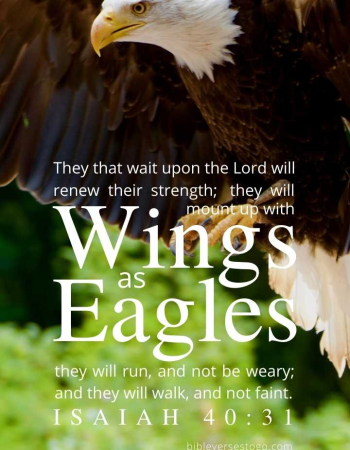 White Tail Eagle Isaiah 40:31