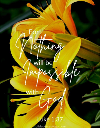 Yellow Lilies Luke 1:37