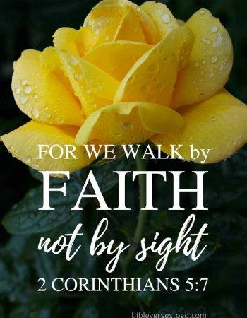 Yellow Rose 2 Cor 5:7