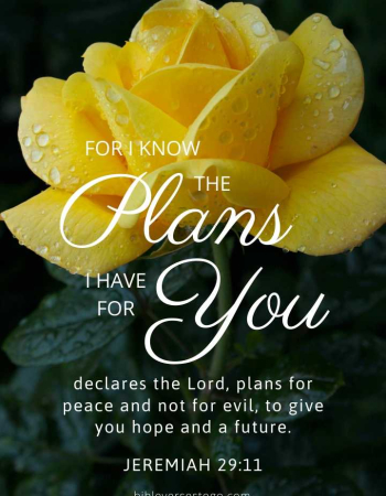 Yellow Rose Jer 29:11