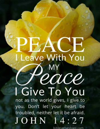 Yellow Rose John 14:27