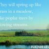 Isaiah 44:4